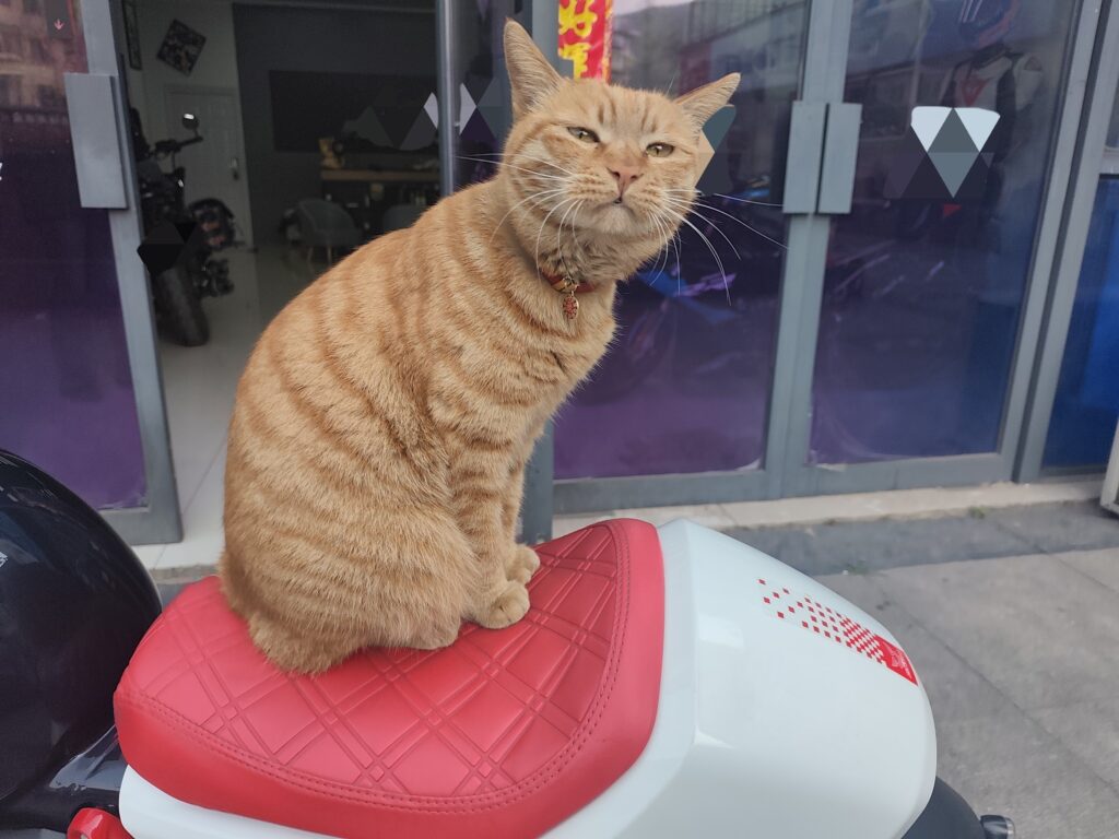 车行的小猫咪，很懂事